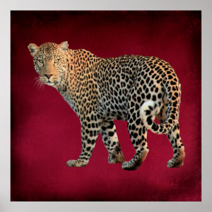 Gepunktete Leopard Wild Cat Fotografie Poster