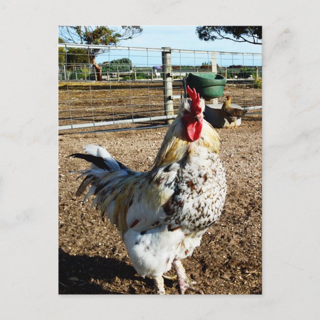 **"Gepunktete Majestät: The Speckled Farm Rooster" Postkarte (Vorderseite)