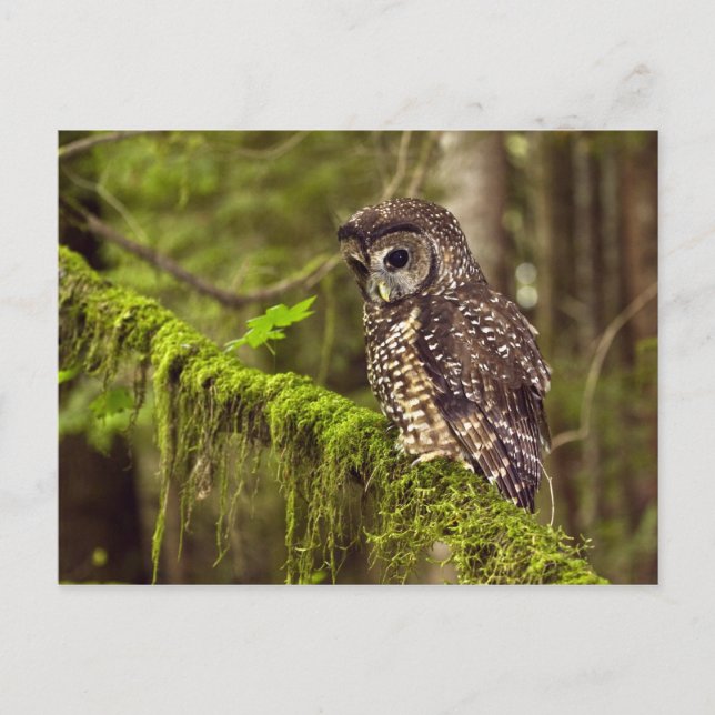 Gepunktete Nördliche Eule (Strix occidentals cauri Postkarte (Vorderseite)