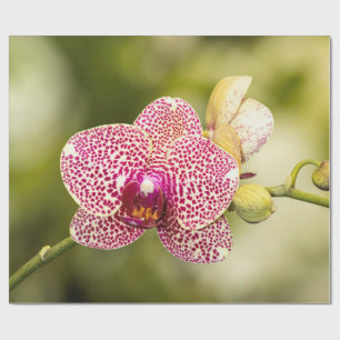 Gepunktete Orchidee Geschenkpapier
