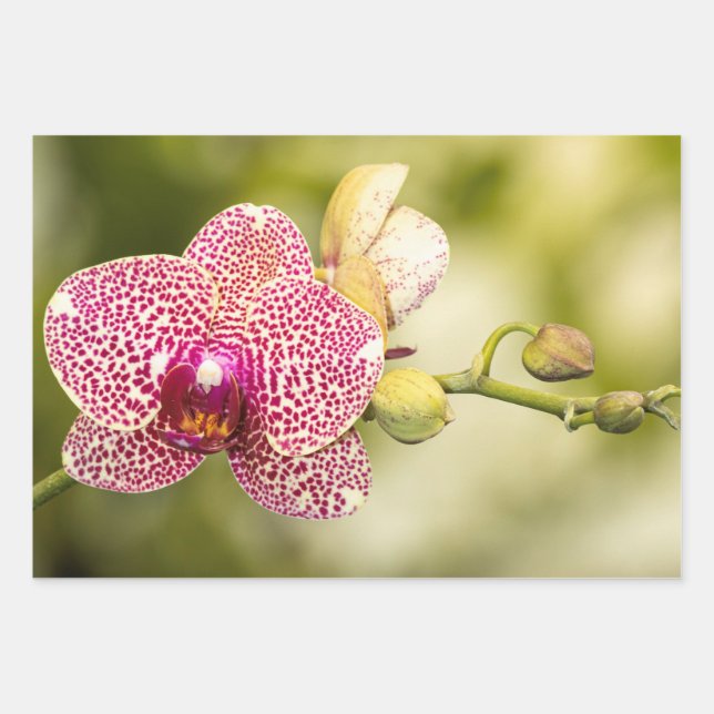 Gepunktete Orchidee Geschenkpapier Set (Vorderseite)