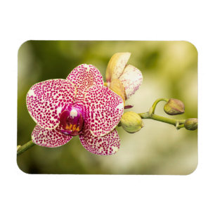 Gepunktete Orchidee Magnet