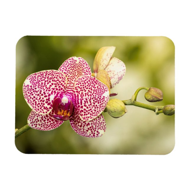 Gepunktete Orchidee Magnet (Horizontal)