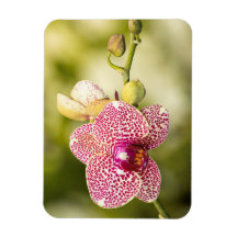 Gepunktete Orchidee