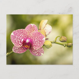 Gepunktete Orchidee Postkarte