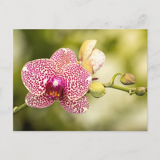 Gepunktete Orchidee Postkarte (Vorderseite)