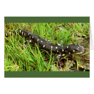 Gepunktete Salamander