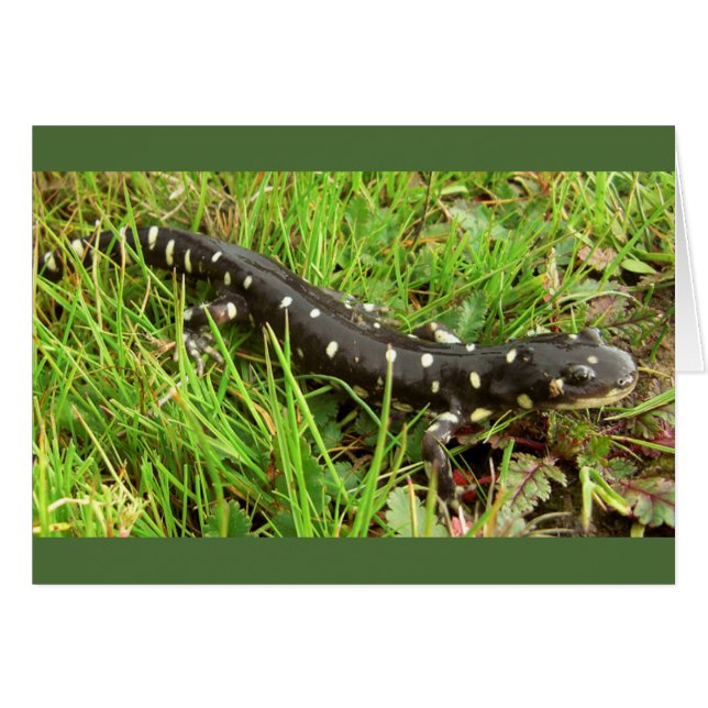 Gepunktete Salamander (Vorderseite (Horizontal))