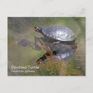 Gepunktete Schildkröte Postkarte