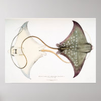 Gepunkteter Adler Stingray: Eine großartige Kreatu