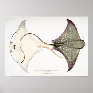 Gepunkteter Adler Stingray: Eine großartige Kreatu Poster