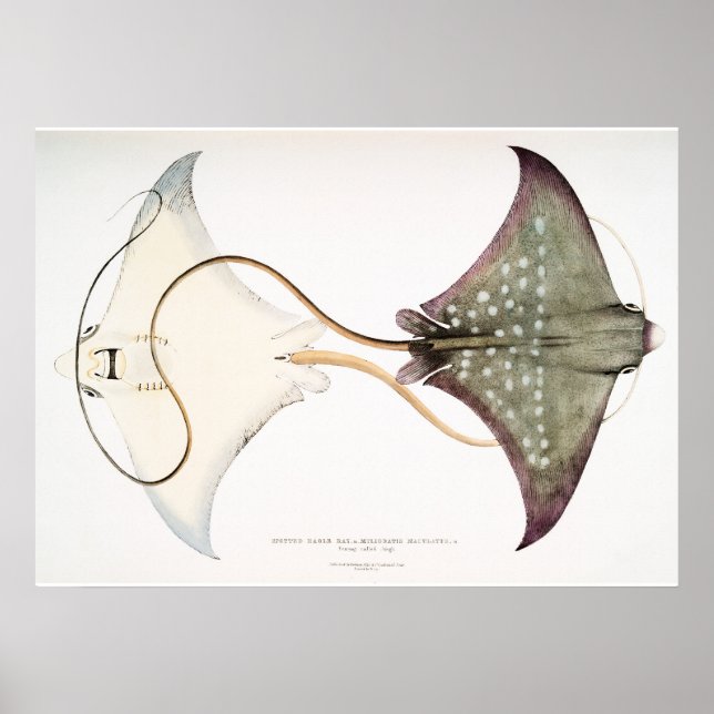 Gepunkteter Adler Stingray: Eine großartige Kreatu Poster (Vorne)