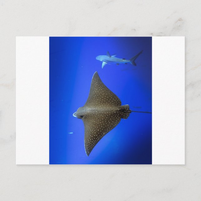 Gepunkteter Adlerhai Postkarte (Vorderseite)