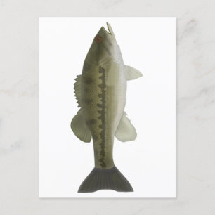 Gepunkteter Bass Postkarte