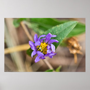 Gepunkteter Cycumber-Käfer auf Aster Wildblume Pos Poster