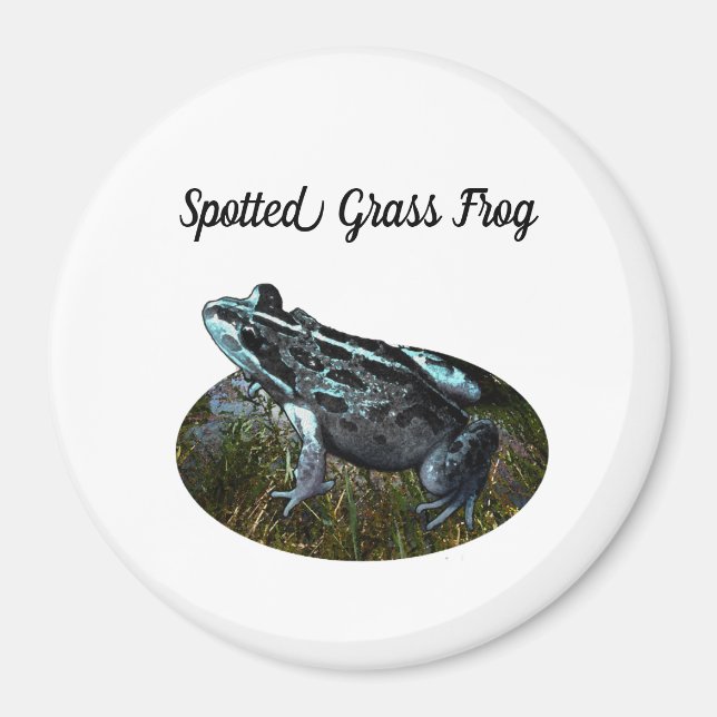 Gepunkteter Grasfrosch, Magnet (Vorne)