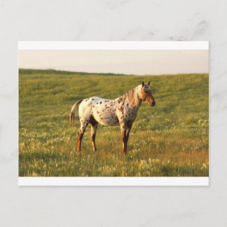 Gepunkteter Pferdehengst Postkarte