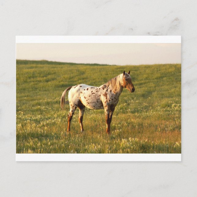 Gepunkteter Pferdehengst Postkarte (Vorderseite)