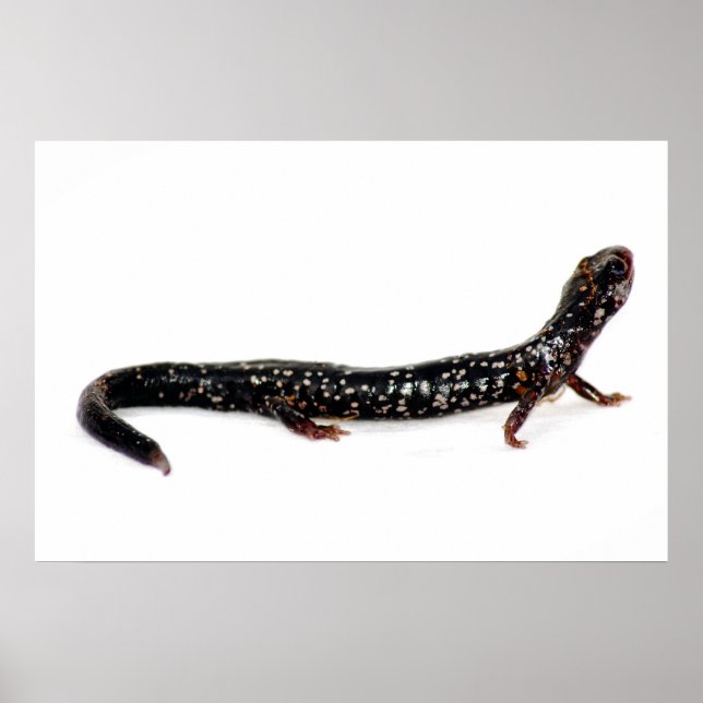 gepunkteter Salamander in Nordamerika Poster (Vorne)