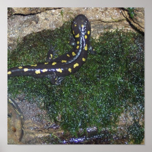 Gepunkteter Salamander, schwarz und gelb Poster