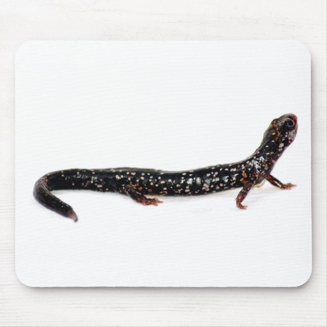 gepunkteter Salamander von Nordamerika mousepad (Vorne)