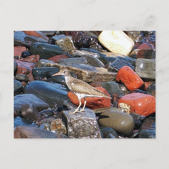 Gepunkteter Sandpiper 2 Postkarte (Vorderseite)