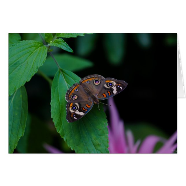 Gepunkteter Schmetterling (Vorderseite (Horizontal))