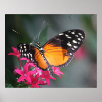 Gepunkteter Schmetterling in Schwarz und Orange 2