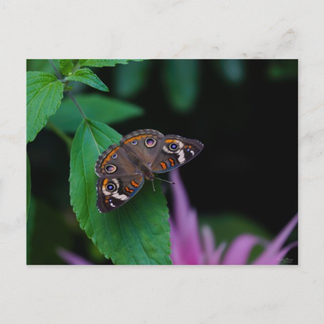Gepunkteter Schmetterling Postkarte (Vorderseite)