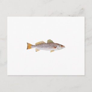 Gepunkteter Seatrout Postkarte