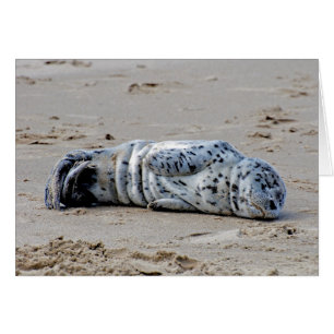 Gepunkteter Seelöwe-Welpe