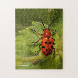 Gepunkteter Spargelkäfer auf der linken Seite Puzzle