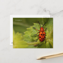 Gepunkteter Spargelkäfer Postkarte