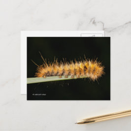 Gepunkteter Tiger-Moth / Woollybär-Raupe Postkarte