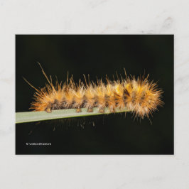 Gepunkteter Tiger-Moth / Woollybär-Raupe Postkarte