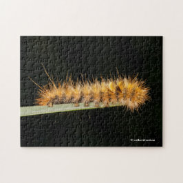 Gepunkteter Tiger-Moth / Woollybär-Raupe Puzzle