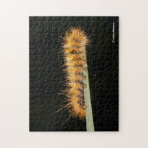 Gepunkteter Tiger-Moth / Woollybär-Raupe