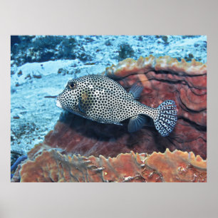 Gepunkteter Trunkfisch auf dem Korallenriff Poster