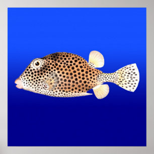 Gepunkteter Trunkfish auf blauem Hintergrund Poster