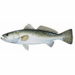 Gepunktetes (gesprenkeltes) Seatrout Fotoskulptur Magnet<br><div class="desc">Gesprenkelte Forelle-Ausschnitt</div>