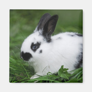 Gepunktetes Häschen Magnet