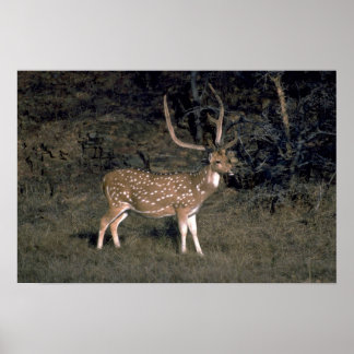 Gepunktetes Hirsch Poster