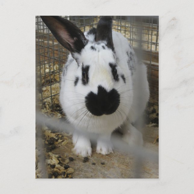 Gepunktetes Kaninchen Postkarte (Vorderseite)