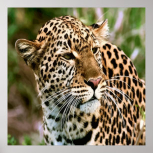 Gepunktetes Leopard-Poster Poster