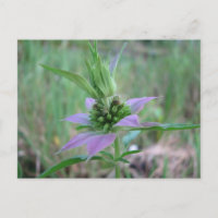 Gepunktetes Pferdefleisch, M. punctata
