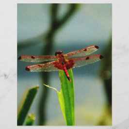 Gepunktetes Rotes und Schwarzes Dragonfly