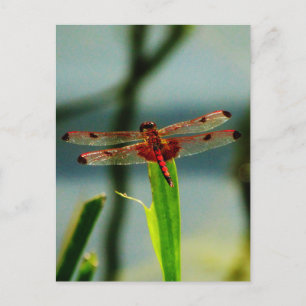 Gepunktetes Rotes und Schwarzes Dragonfly Postkarte