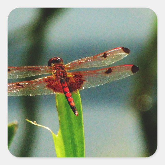 Gepunktetes Rotes und Schwarzes Dragonfly Quadratischer Aufkleber (Vorderseite)