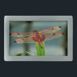 Gepunktetes Rotes und Schwarzes Dragonfly Rechteckige Gürtelschnalle<br><div class="desc">Gepunkteter Drachendrache aus Rot und Schwarz,  Fliegen,  Fliegen,  Fliegen,  Libellen,  Libellen,  Fliegen,  Drachen,  Insekten,  Insekten,  Garten,  Natur,  Wachstum,  Pflanze,  Libellen und Damselfliegen,  Gelassenheit,  Freude,  Sommer,  Freude,  grüngelb,  lila</div>