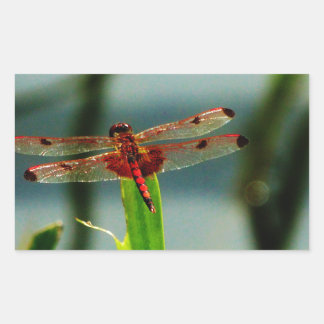 Gepunktetes Rotes und Schwarzes Dragonfly Rechteckiger Aufkleber